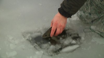 Рейд річками Житомирщини: 100 метрів сіток та 20 інших заборонених знарядь лову риби забрали у рибалок Рейд річками Житомирщини: 100 метрів сіток та 20 інших заборонених знарядь лову риби забрали у рибалок