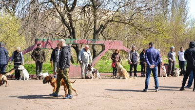 В Одесі оголосили "собачу мобілізацію". ФОТО, ВІДЕО