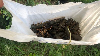 Наловив раків на понад 113 тисяч гривень: на черкащанина склали протокол Наловив раків на понад 113 тисяч гривень: на черкащанина склали протокол