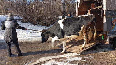 Із прикордоння Сумщини евакуювали жінку з двома коровами