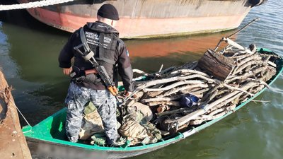 На території Дунайського біосферного заповідника зупинили незаконну вирубку дерев – ДПСУ На території Дунайського біосферного заповідника зупинили незаконну вирубку дерев – ДПСУ