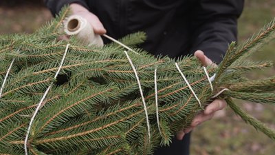 Ялинки у лісництві на Вінниччині