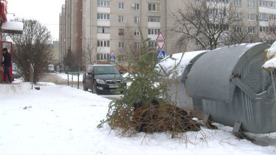 Як у Луцьку утилізовують ялинки та сосни