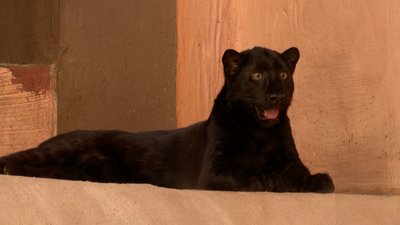 Чорний леопард