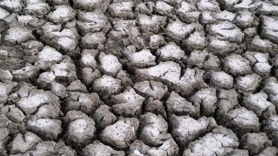 Мертві дельфіни, висохлі озера і голодні кулики: як російська агресія шкодить природі Одещини Мертві дельфіни, висохлі озера і голодні кулики: як російська агресія шкодить природі Одещини