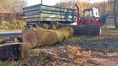 Наслідки негоди у Житомирі: працівники "Зеленбуду" прибирають повалені дерева Наслідки негоди у Житомирі: працівники "Зеленбуду" прибирають повалені дерева