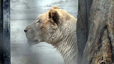 В Одеський зоопарк з Харкова перевезли двох білих левів В Одеський зоопарк з Харкова перевезли двох білих левів