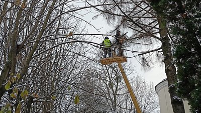 Комунальники зрізають ялину Комунальники зрізають ялину