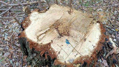 На Херсонщині лісничі за допомоги квадрокоптера знайшли незаконно спиляні дерева На Херсонщині лісничі за допомоги квадрокоптера знайшли незаконно спиляні дерева
