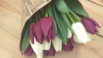Світлана Канівець з Черкащини вирощує тюльпани Світлана Канівець з Черкащини вирощує тюльпани