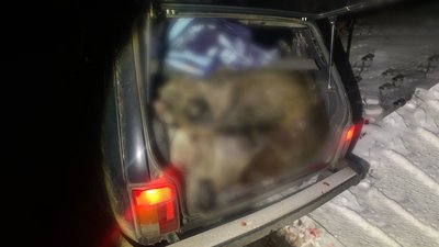 На Чернігівщині впіймали двох мисливців, які вполювали двох диких кабанів На Чернігівщині впіймали двох мисливців, які вполювали двох диких кабанів