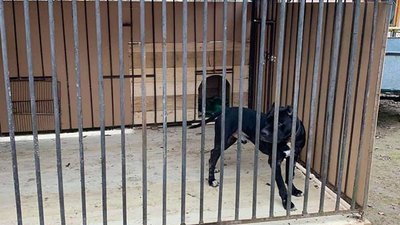 Пітбуль Блек, якого врятували прикарпатські волонтери, знайшов нову родину