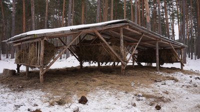 Як допомагають перезимувати лісовим звірям на Конотопщині Як допомагають перезимувати лісовим звірям на Конотопщині