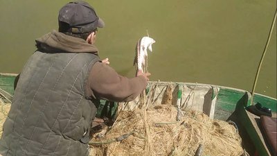 В Одеській області затримали браконьєрів із червонокнижною севрюгою – ДПСУ В Одеській області затримали браконьєрів із червонокнижною севрюгою – ДПСУ