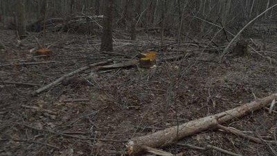 На Волині виявили незаконну порубку дерев: загальні збитки становлять 22 млн грн