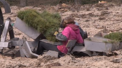 У Чалівському лісництві планують заліснити 12 гектарів площ У Чалівському лісництві планують заліснити 12 гектарів площ