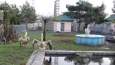 Відвар із шипшини та вітамінізовані корми: як вінницький зоопарк готується до зими