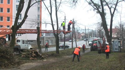 Дерево Хмельницький, дерева Хмельницький Дерево Хмельницький, дерева Хмельницький