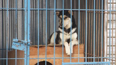 Викинули собаку, бо набридла. Історії безпритульних чернівецьких тварин, які чекають на господаря Викинули собаку, бо набридла. Історії безпритульних чернівецьких тварин, які чекають на господаря