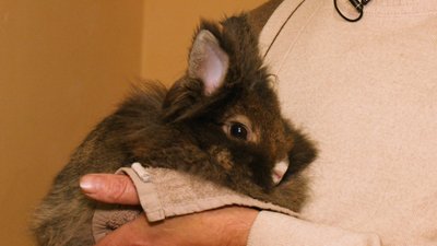 Іванофранківець створив у власній квартирі прихисток для екзотичних тварин