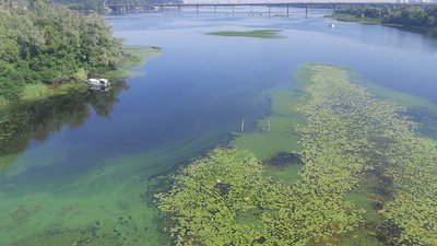 На усіх пляжах Києва заборонили купатися через "цвітіння" води