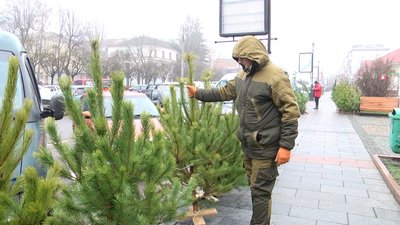 У Житомирі почали працювати ялинкові базари У Житомирі почали працювати ялинкові базари