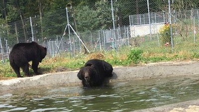 У Львівському ведмежому притулку два нових мешканці У Львівському ведмежому притулку два нових мешканці