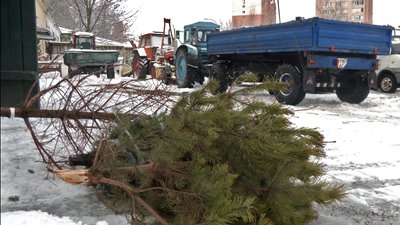 Утилізація новорічних дерев у Луцьку
