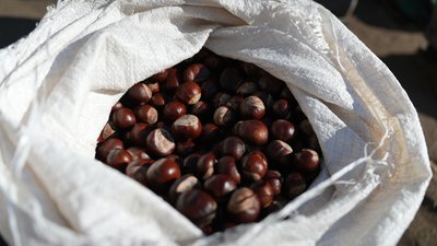Каштани