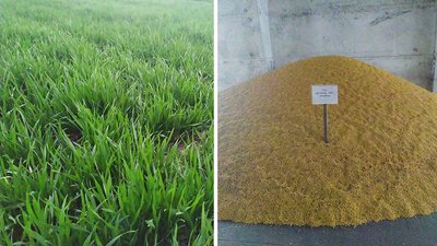 Виробники органічної продукції з Кіровоградщини отримують сертифікати за кордоном
