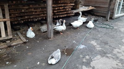 Тварини притулку Тварини притулку