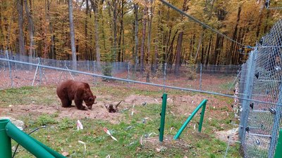 Вік ведмедя ще не встановили Вік ведмедя ще не встановили