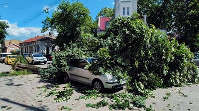 Вирвало з корінням: в Ужгороді дерево впало на автомобіль