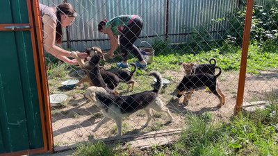 Притулок для тварин у РІвному Притулок для тварин у РІвному