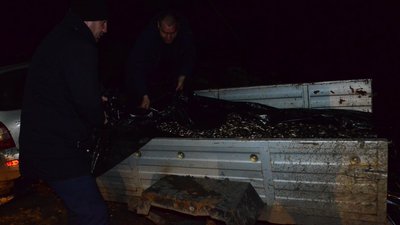 У Гайвороні зарибили озерце, яке відновили минулого року У Гайвороні зарибили озерце, яке відновили минулого року