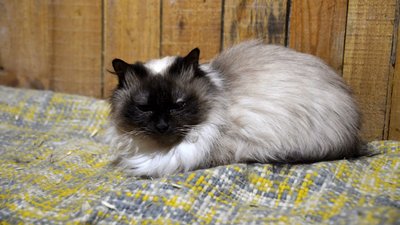 У кожного своя історія: в луцькій "Ласці" прихистили 35 котів У кожного своя історія: в луцькій "Ласці" прихистили 35 котів