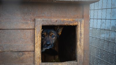 У притулках не вистачає місць. Дніпрян закликають забирати покинутих котів та собак