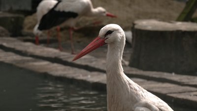 Лелека у відкритому вольєрі у "Домівці врятованих тварин" Лелека у відкритому вольєрі у "Домівці врятованих тварин"