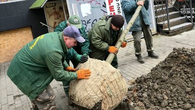 Комунальники в Харкові садять липи