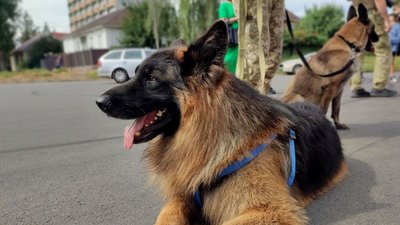 У Черкасах собака-прикордонник погасив марку "Пес Патрон" У Черкасах собака-прикордонник погасив марку "Пес Патрон"