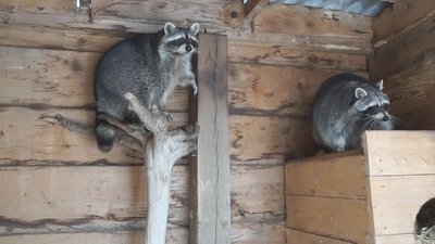 «Лісова казка»: на Вінниччині подружжя створило притулок для тварин «Лісова казка»: на Вінниччині подружжя створило притулок для тварин