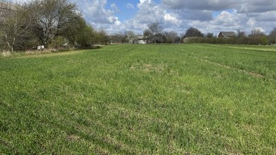 озима пшениця озима пшениця