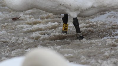 Лебідь-шипун біля села ВІльховець на Дністрі 2017.01.06 Лебідь-шипун біля села ВІльховець на Дністрі 2017.01.06
