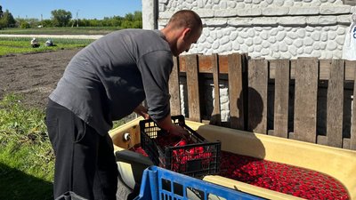 Господарства Черкащини збирають урожай редиски Господарства Черкащини збирають урожай редиски