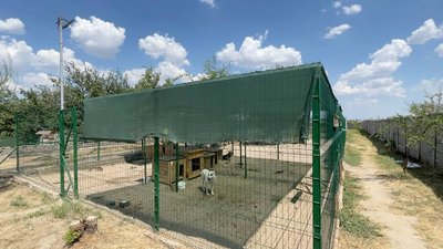 Собаки у вольєрі Собаки у вольєрі