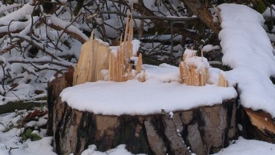 Вирубували майже гектар черкаського лісу