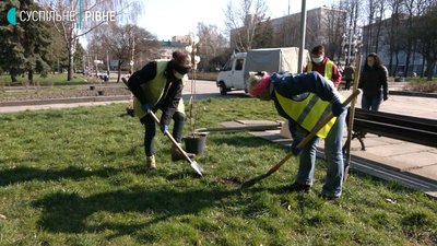 У центрі Рівного висадили магнолії У центрі Рівного висадили магнолії