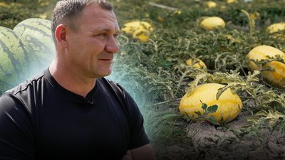 Кавуни японської, тайської та італійської селекції вирощує ветеран на Чернігівщині