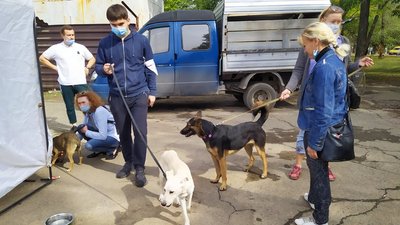 Миколаївські безпритульні собаки знайшли господарів на виставці "Щастя не має породи" Миколаївські безпритульні собаки знайшли господарів на виставці "Щастя не має породи"
