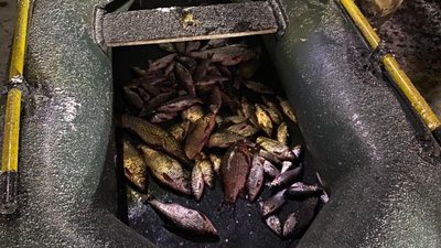 Риба, патрульні, патрульні